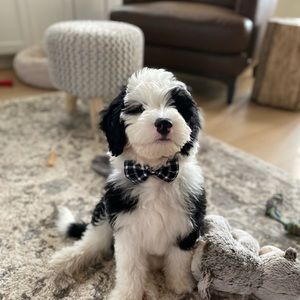 Meet your Posher, Joy